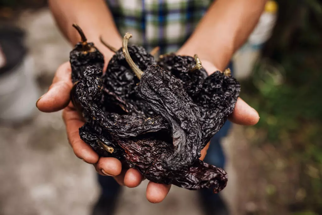 Close up of ancho peppers in a farmer's hand.  Ancho pepper are a staple of Mexican cuisine and also a great substitute for guajillo chiles.