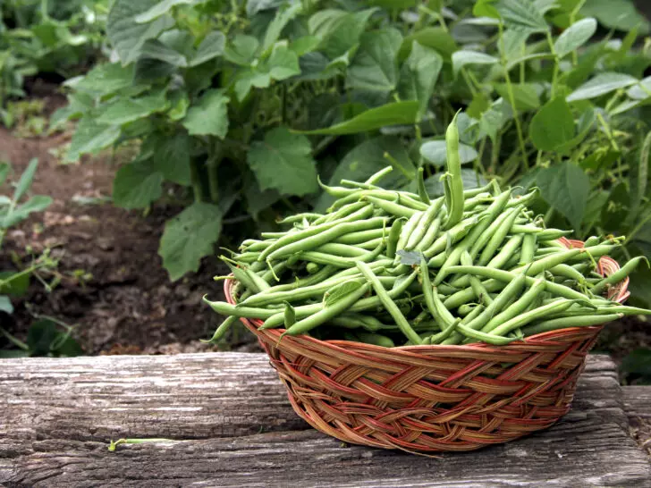 How to Freeze Green Beans – Your Guide to Storing Fresh Green Beans