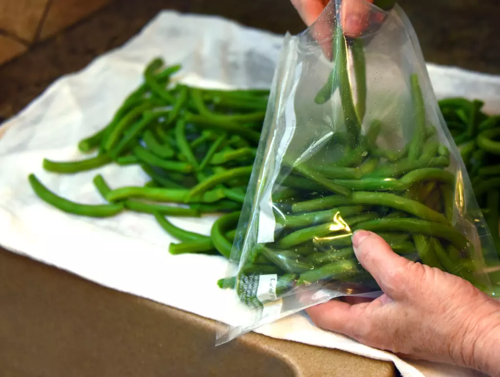 Blanched green beans being added to a freezer bag