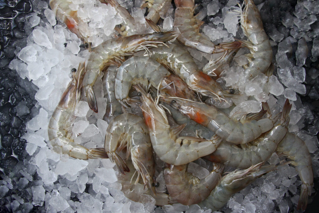 Whole shrimp on ice